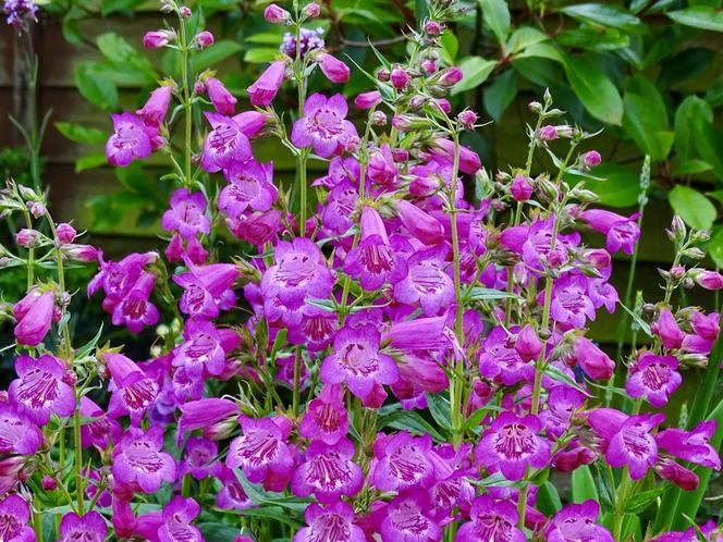 Penstemon 