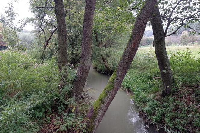 Rzeka Prądnik w Prądniku Korzkiewskim