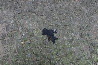 Kulisy krwawej awantury na Próżnej. „W ich mieszkaniu działy się złe rzeczy”