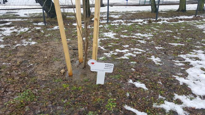 Drzewa dla sosnowieckiego hospicjum