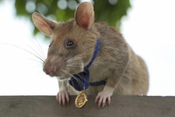 Słynny szczur saper nie żyje. Wywęszył ponad sto min, opłakuje go cała Kambodża