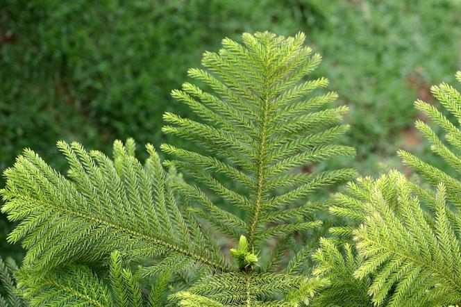 Araukaria wyniosła - Araucaria excelsa