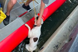 Strażacy uratowali tonącego psiaka