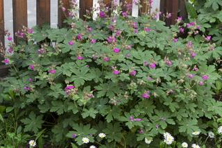 Bodziszek korzeniasty