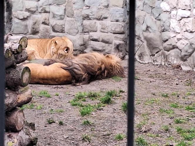 Chorzowskie zoo budzi się do życia ZDJĘCIA