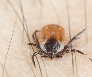 Badania na boreliozę – jak wyglądają i jaka jest cena testów na boreliozę