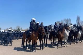 W łódzkim oddziale policji odbyła się atestacja koni! Na czym polegał ten sprawdzian? [WIDEO]