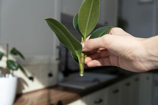 Czy można ściąć górną część fikusa sprężystego i ukorzenić ją? Odpowiada ekspert