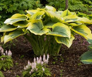 Bylina do cienia - funkia (Hosta)