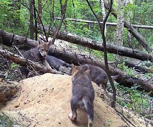Małe wilki wyszły z nory i poznają las pod Częstochową