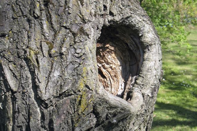 Jak Uratować Stare Drzewa W Ogrodzie Muratorpl