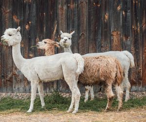 Agroturystyka w kujawsko-pomorskim to hit. Tyle zapłacicie za wiejski klimat i dostęp do natury