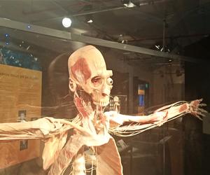 Wystawa Body Worlds w Szczecinie