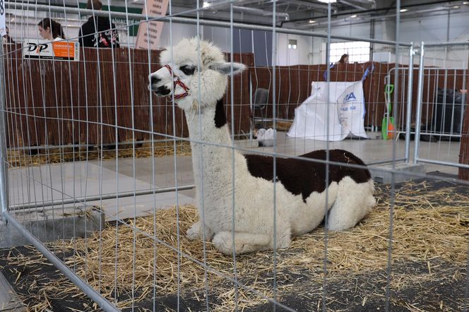ZooPark ponownie przyciągnął do Targów Lublin tłumy miłośników zwierząt
