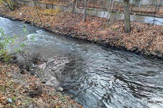 Różowa piana na rzece Kłodnicy w Gliwicach