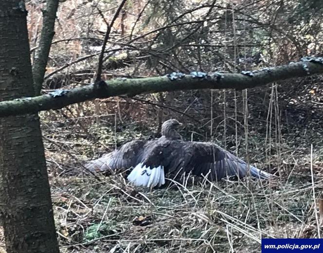 Orzeł bielik porażony prądem