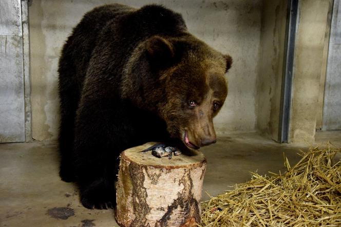 Nowe niedźwiedzie w poznańskim zoo [AUDIO]: Są to zwierzęta po przejściach