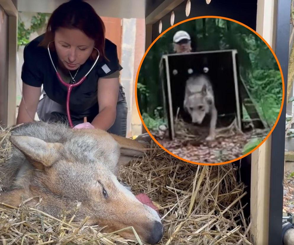 Historia z happy'endem. Potrącony wilk już na wolności. Wrócił do rodziny i wychowuje szczeniaczki