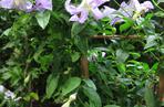 Powojnik 'Betty Corning'