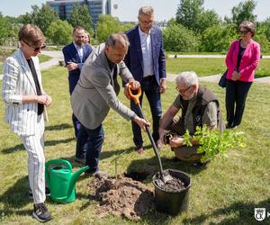 Potomek Dęba Bartka wyrośnie w Ogrodzie Botanicznym w Kielcach