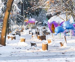 Zima w zoo we Wrocławiu. Zobacz, jak zwierzaki radzą sobie w chłodne dni 