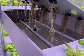 To pierwsze warzywa, które wyrosły... bez ziemi. Wkrótce trafią na talerze olsztynian