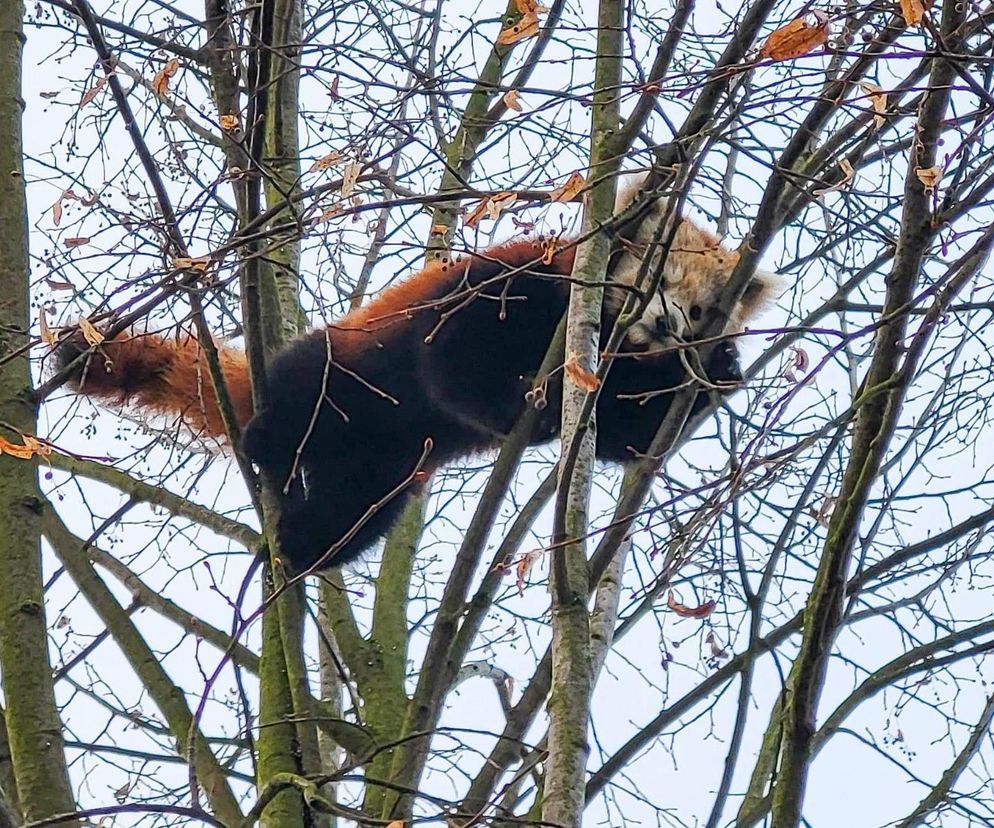 Panda, która uciekła z poznańskiego ZOO