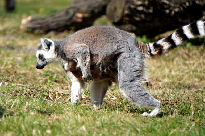 Sześć małych królów Julianów we wrocławskim zoo