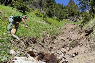 Straciła życie, uciekając przed samcem niedźwiedzia! Tragedia w Tatrach [ZDJĘCIA]
