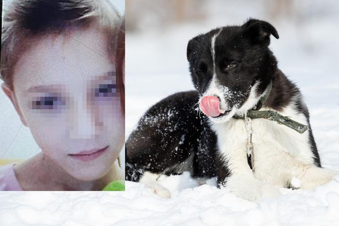 Bezdomny pies uratował dziecko! 10-latka przetrwala dzieki kundelkowi