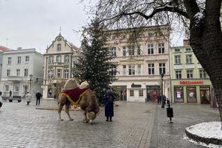Wioska lapońska 2023 w Zielonej Górze