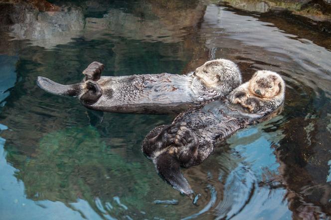 Planowane oceanarium w Gdańsku nie powstanie. Przynajmniej nie zgodnie z planem