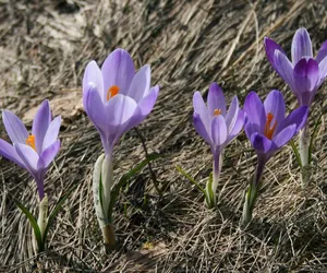 Kiedy będzie wysyp krokusów w Tatrach? Fioletowe dywany kwiatów przyciągają tłumy