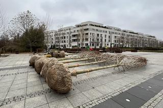 Zamiast betonu będą drzewa. Trwają prace na placu w Wilanowie