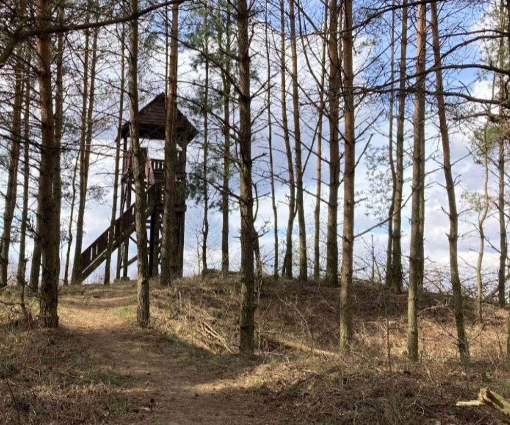 Tam jest najpiękniejsza wieża widokowa w Podlaskiem według AI. Tylko tu zobaczysz region w pełnej krasie