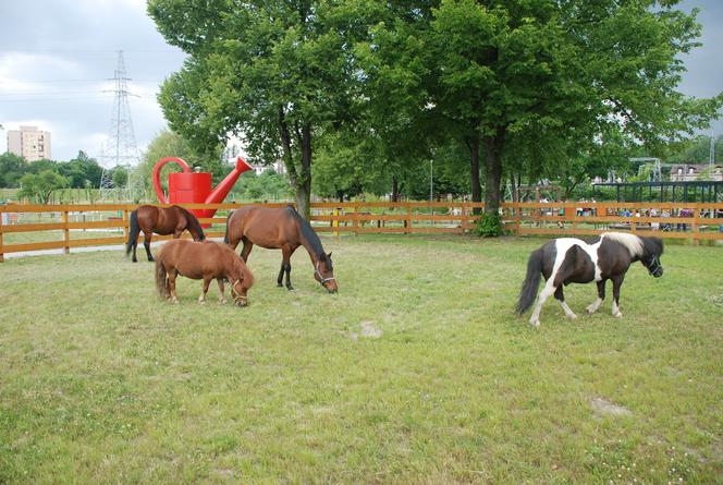 Ogród polisensoryczny w Sosnowcu