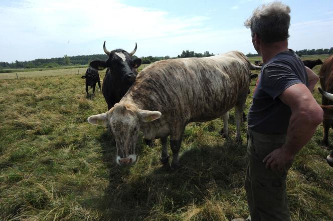 Krowa w paski w gospodarstwie pod Szczecinkiem