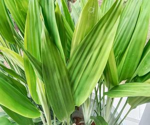 Aspidistra wyniosła