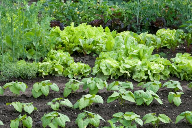 Ogrod warzywny. Planowanie warzywnika