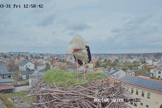 Ostatnie szlify przed założeniem rodziny. Każdy może podejrzeć pracowitego...bociana 