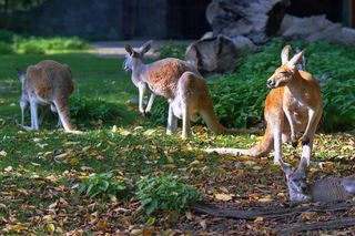 Tajemnicze zgony w zoo. W ciągu zaledwie kilku dni padło 11 kangurów