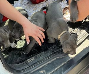 Szczenięta konały bez wody w rozgrzanym aucie. 23-latka poszła na zakupy