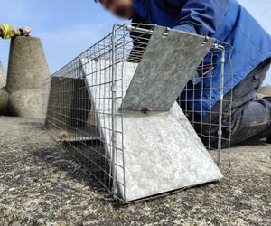 Pies uwieziony na falochronie.