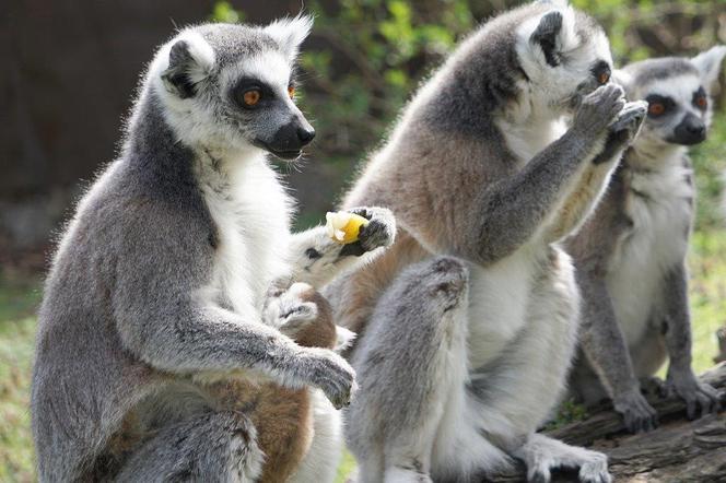 Zoo Wrocław: Lemury katta