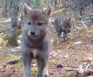 Malutkie wilki przed obiektywem. Kamera nagrała piękne i rzadkie sceny