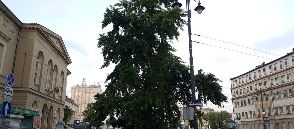 Stare drzewo z ul. Jagiellońskiej może zostać Drzewem Roku. Każdy może zagłosować! 