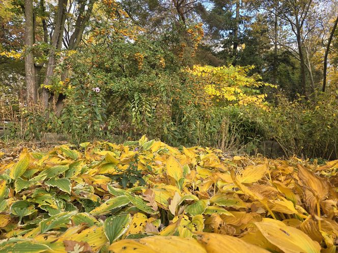 Jesień w Ogrodzie Botanicznym UKW. To ostatnia szansa na spacer wśród złotych liści!