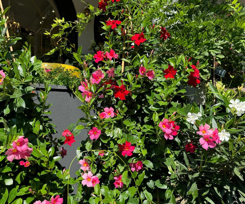 Egzotyczny balkon w 2026? Ta roślina to must-have