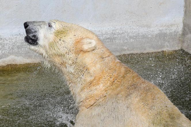 Niedźwiedzie polarne z Warszawskiego ZOO