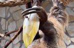 Leniwiec z ZOO Wrocław
